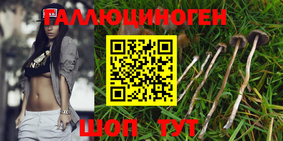 Псилоцибиновые грибы Psilocybine cubensis Сибай